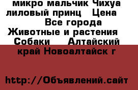 микро мальчик Чихуа лиловый принц › Цена ­ 90 - Все города Животные и растения » Собаки   . Алтайский край,Новоалтайск г.